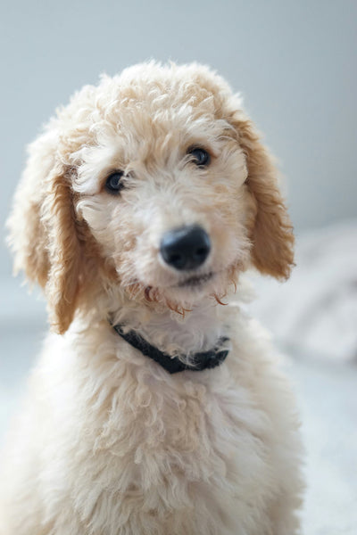 Melatonin for Dogs: Uses, Benefits and Dosage