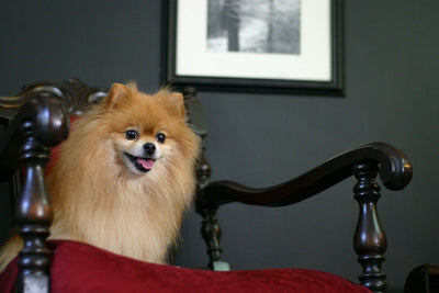 Mirtazapine in Dogs: The Key to Relieving Anxiety and Stress