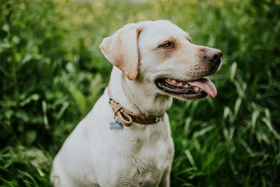 Guide to Rabies in Dogs: Symptoms, Treatments and Vaccine