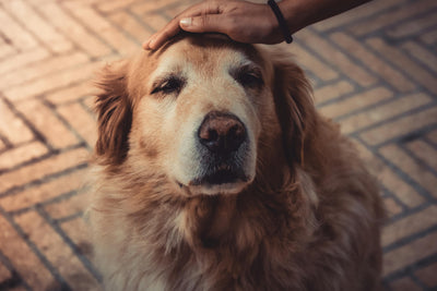 My dog keeps licking his bum and tail—why? Tips to stop it now
