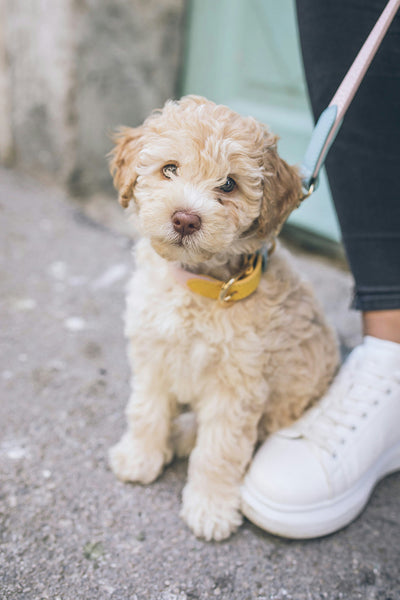 Natural Antihistamine for Dogs: Quercetin for Dogs with Allergies