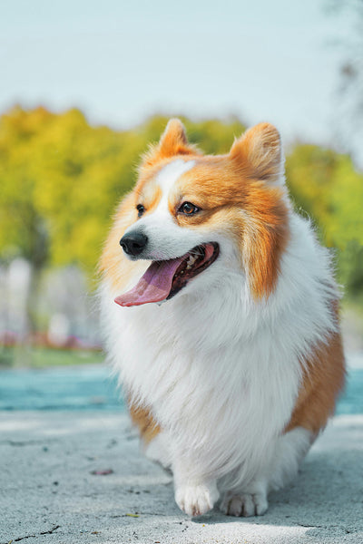 Magnesium for Dog Anxiety: Natural Calming Remedies for Dogs
