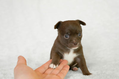 Fungal Infections and Muscle Atrophy in Dogs: Causes, Treatments, and Prevention Tips for Pet Owners