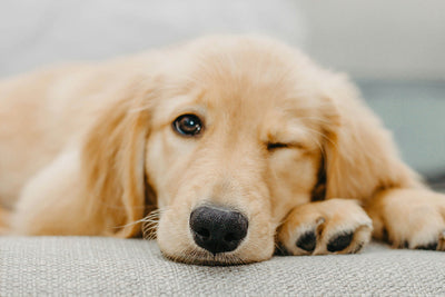Omega 3 for Dogs 5 Science-Backed Benefits, Fish Oil Dosage & Omega 3 vs 6 Guide