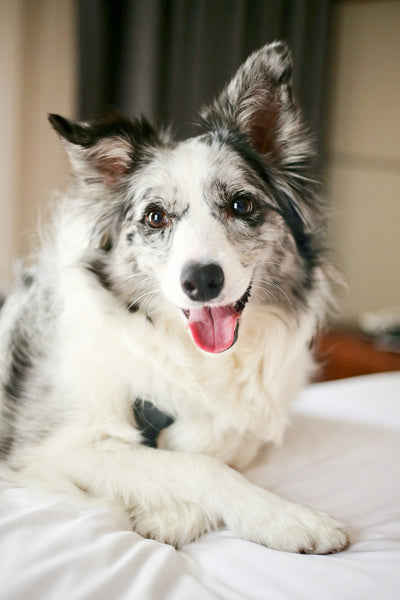 Can Dogs Have Oregano: Exploring the Benefits and Risks