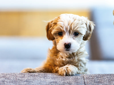 Organic joint supplements for dogs: Boost mobility naturally & keep tails wagging