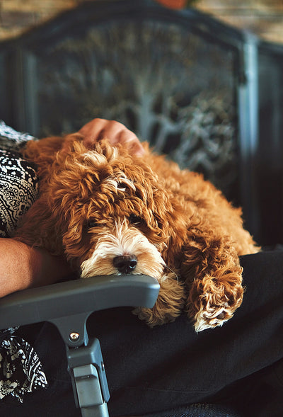 Top Natural Anti Inflammatory for Dogs: Safe and Effective Relief for Your Pet
