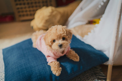 Parasites in Dogs: How to Get Rid of Parasites in A Dog?