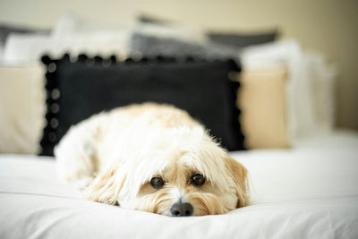 Dog Sedative Guide Is Ativan Safe for Dogs Dosage & Risks