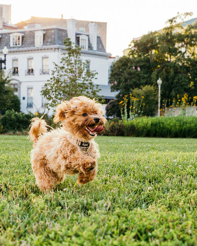 How Fast Does Pumpkin Work for Dog Diarrhea?