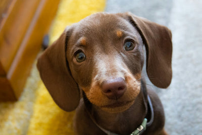 Dog Rash on Belly Causes, Treatment & Prevention Tips for Red Patches in Puppies