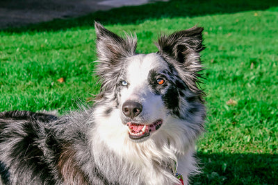 Why Is My Dog Farting So Much Causes & Puppy Gas Relief Solutions