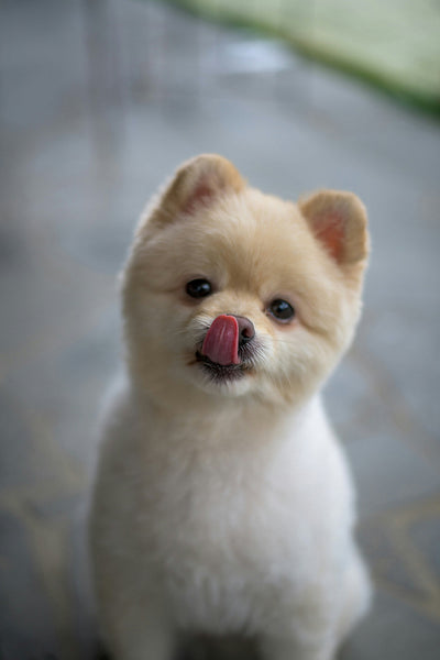 Can Dogs Take Melatonin Puppy Dosage Chart & Where to Buy VET-APPROVED Brands