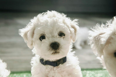 Heartbeat Dog Toys Vet-Recommended Puppy Sleep Aid & Calming Solutions for Anxious Dogs