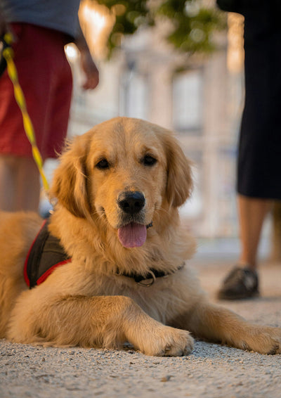 Apple Cider Vinegar for Dog Itching: Natural Remedies for Skin Allergies