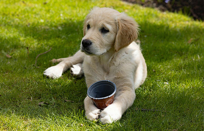 Can Dogs Eat Rice Cakes？Know About Rice Cakes Nutrition Facts
