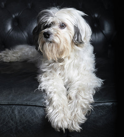 What Does Ringworm Look Like on A Dog? Ringworm Home Treatment for Dogs