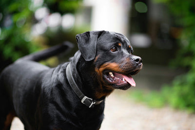 Rottweiler Lifespan Common Health Issues, Skin Problems & Care Guide