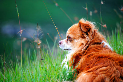 Wrinkly Dog Breeds: 9 Saggy Skin Dogs (Shar-Pei, Bulldog) & Face Care Guide