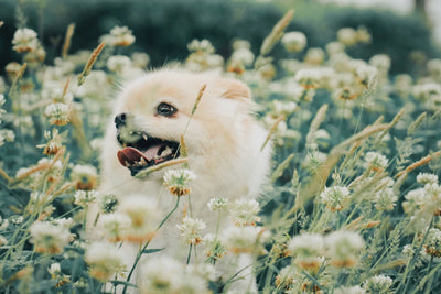 Seasonal Allergies in Dogs: Symptoms, Causes & Real-Life Relief Tips