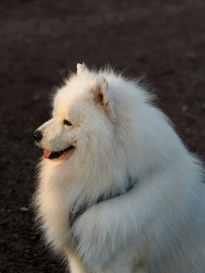 Dog Skin Tags & Tumors: Safe Removal Guide, Risks & Vet Advice