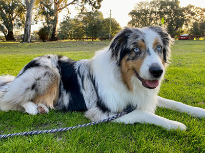 Diabetes in Dogs Symptoms, Safe Snacks & Solving 'Won’t Eat' Issues