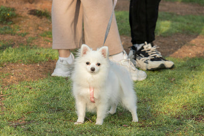 Natural Pain Relief for Dogs: Safe Steroid Cream & Alternatives