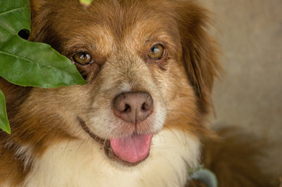 Sunflower Oil for Dogs Itchy Skin: Natural Relief and a Healthy Coat