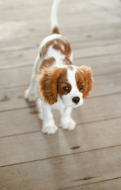 Trazodone for Dog Anxiety Understanding Dosage, Side Effects & Veterinary Use