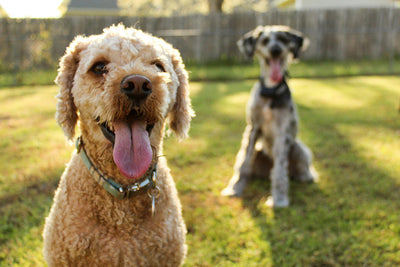 Why Dogs Chew Their Paws & Effective Home Remedies for Relief