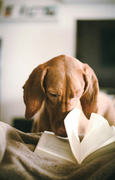 Why Do Dogs Shake Their Heads? Treatment for Dog Shaking Head