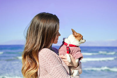 Helping Your Dog Relax Naturally with Valerian Herb for Dogs: A Must-Have for Anxious Pups