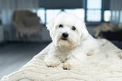 Valium for Dogs EMERGENCY Diazepam Dosing Chart by Weight & 3 Deadly Risks