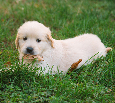 Best Vitamins for Arthritis in Dogs Boost Bones, Muscles & Joints with Calcium-Rich Foods
