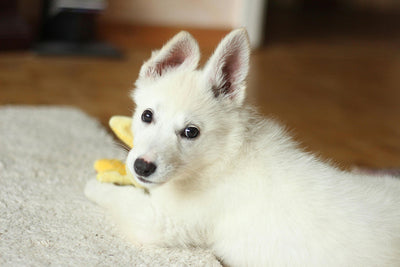 For a Heftier Hound: The Essential Vitamins for Dog to Gain Weight