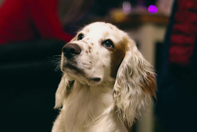 Vitamins for Dogs to Gain Weight: Identifying Underweight Dogs, Noora Solutions, and Buying Tips