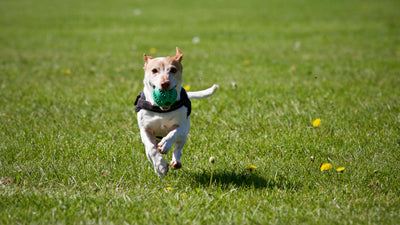 Best Walmart Dog Treats for Training: Expert Recommendations