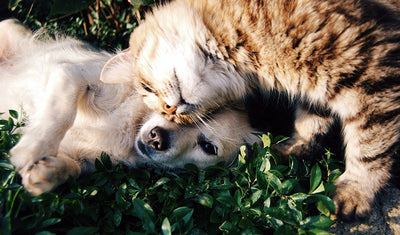 Best Dog Food for Colitis and What Not to Feed Dogs with Colitis