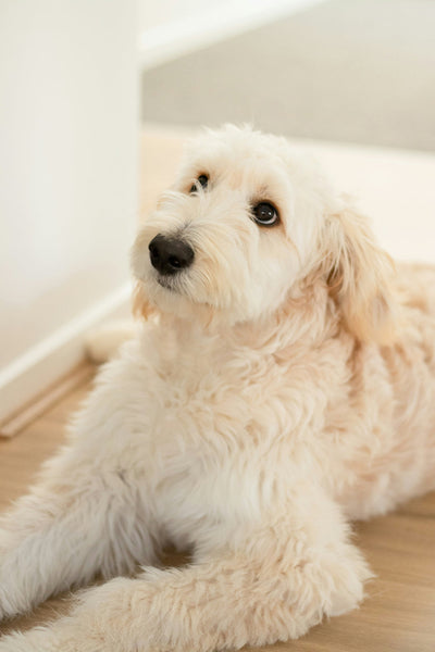 Heart Murmur in Dogs: What to Avoid & Can They Have Dental Surgery？