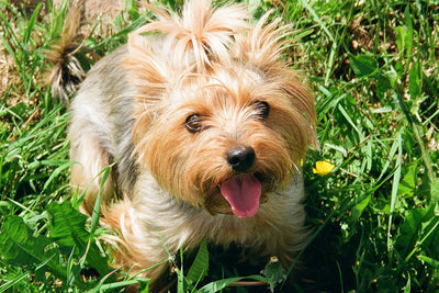 Effective Dog Itch Remedies Immediate Relief for Scratching & Dry Skin