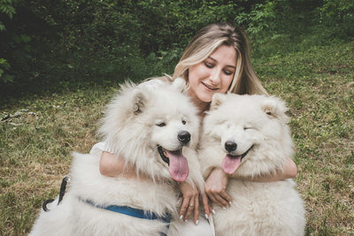 What to Feed Dog with Upset Stomach? 20 Best Food for Dog with A Bland Diet