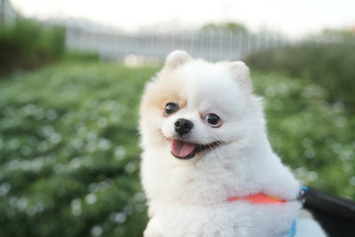 Is Cytopoint Safe for Dogs? Vet-Reviewed Guide to At-Home Injections & Where to Buy