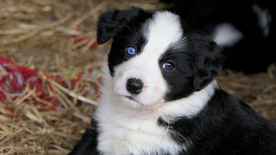 Why Do Dogs Lick Their Paws? 7 Common Causes & How to Stop It