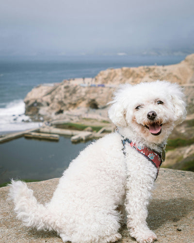 Maltese Skin Problems, Sores & Redness Causes & Vet Solutions