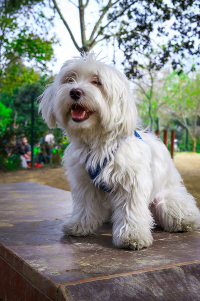 Dog Skin Yeast Infection: How to Treat & Prevent Recurrence (Vet-Approved Remedies)