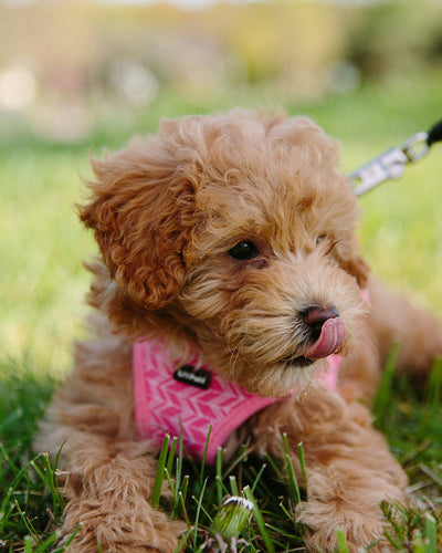 Zyrtec Dosage for Dogs Safe Fexofenadine & Antihistamine Chart