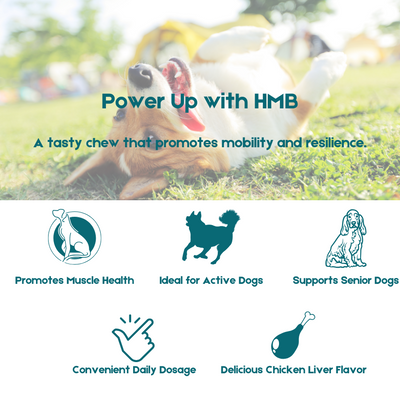 Noora HMB Soft Chew for Dogs – Muscle & Mobility Support